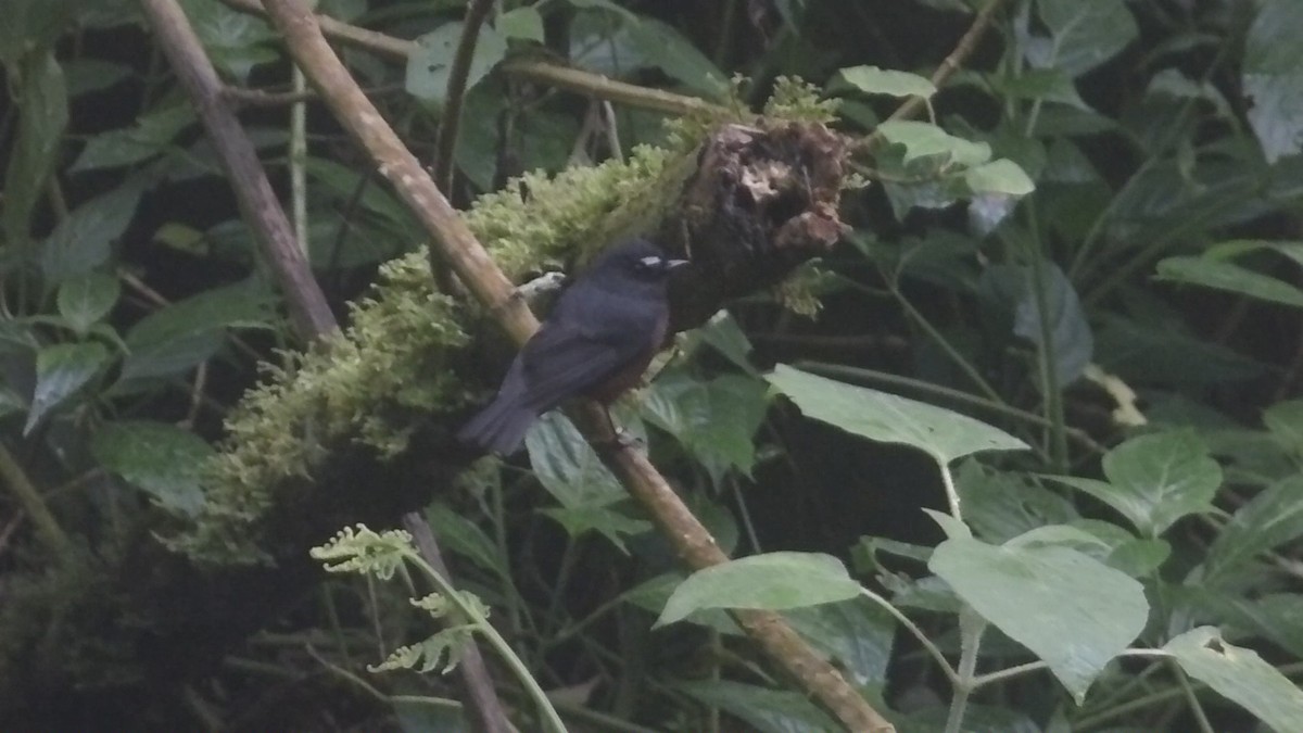 Chestnut-bellied Chat-Tyrant - ML648857079
