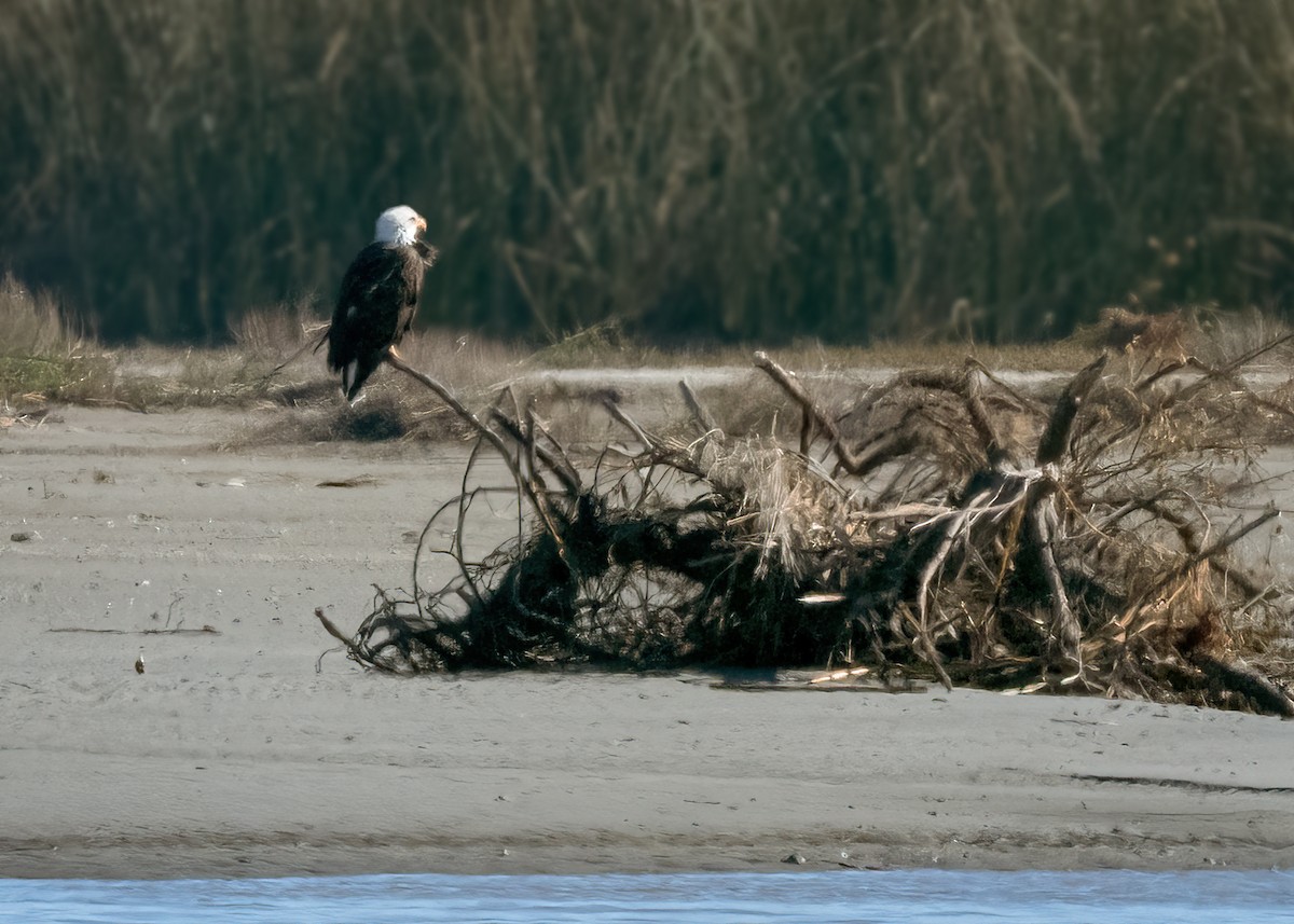 Ak Başlı Kartal - ML648857098