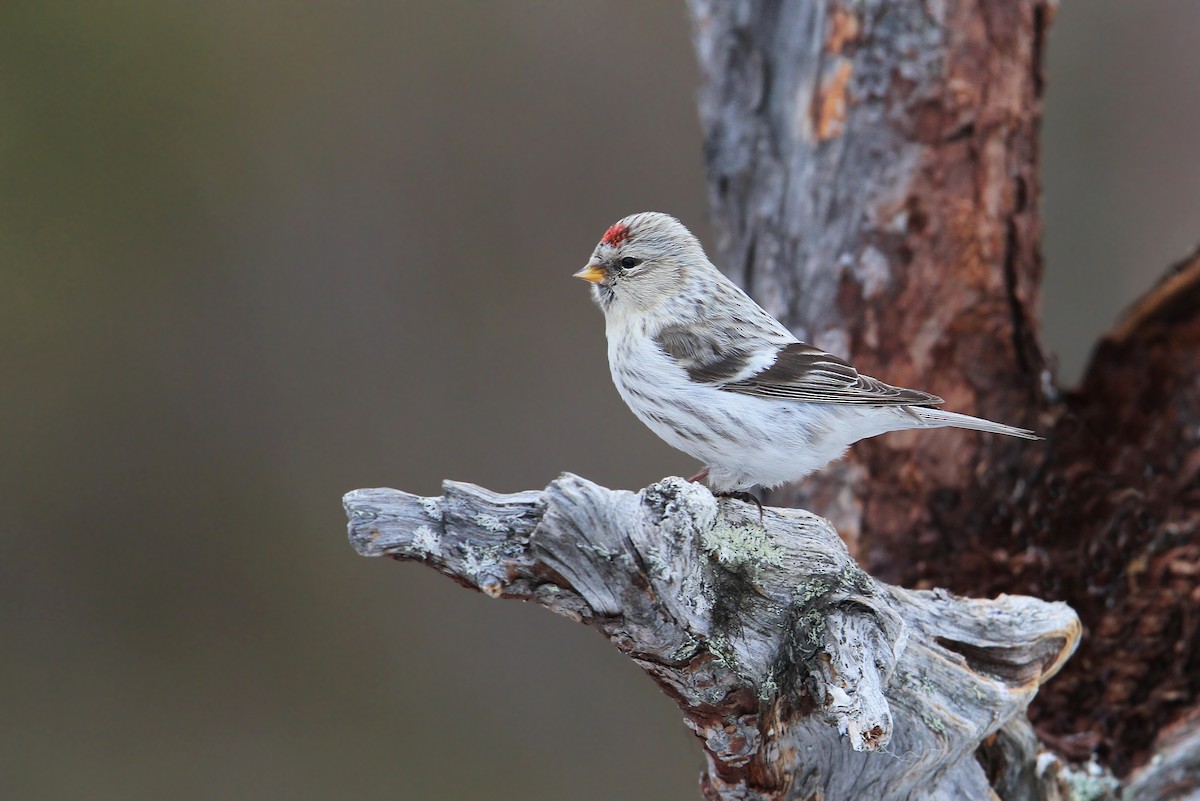 Redpoll (exilipes) - Christoph Moning
