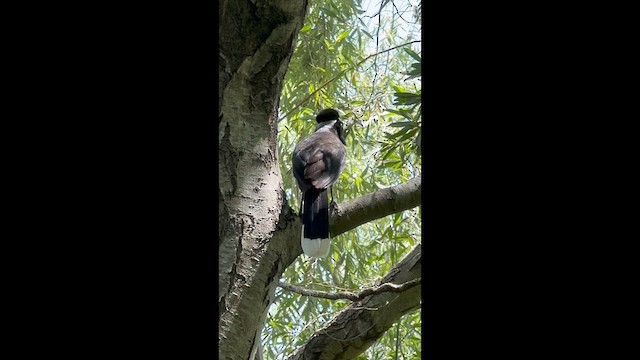 plysjskrike - ML648857281