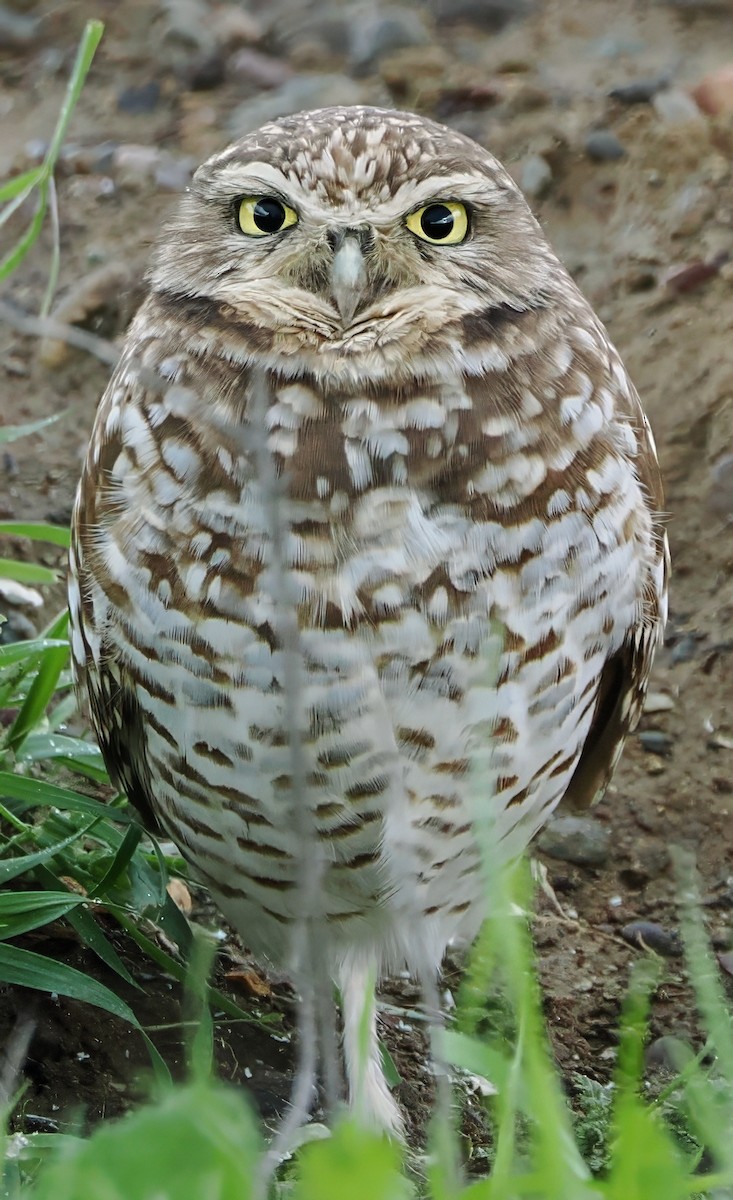 Yer Kukumavı - ML648857439