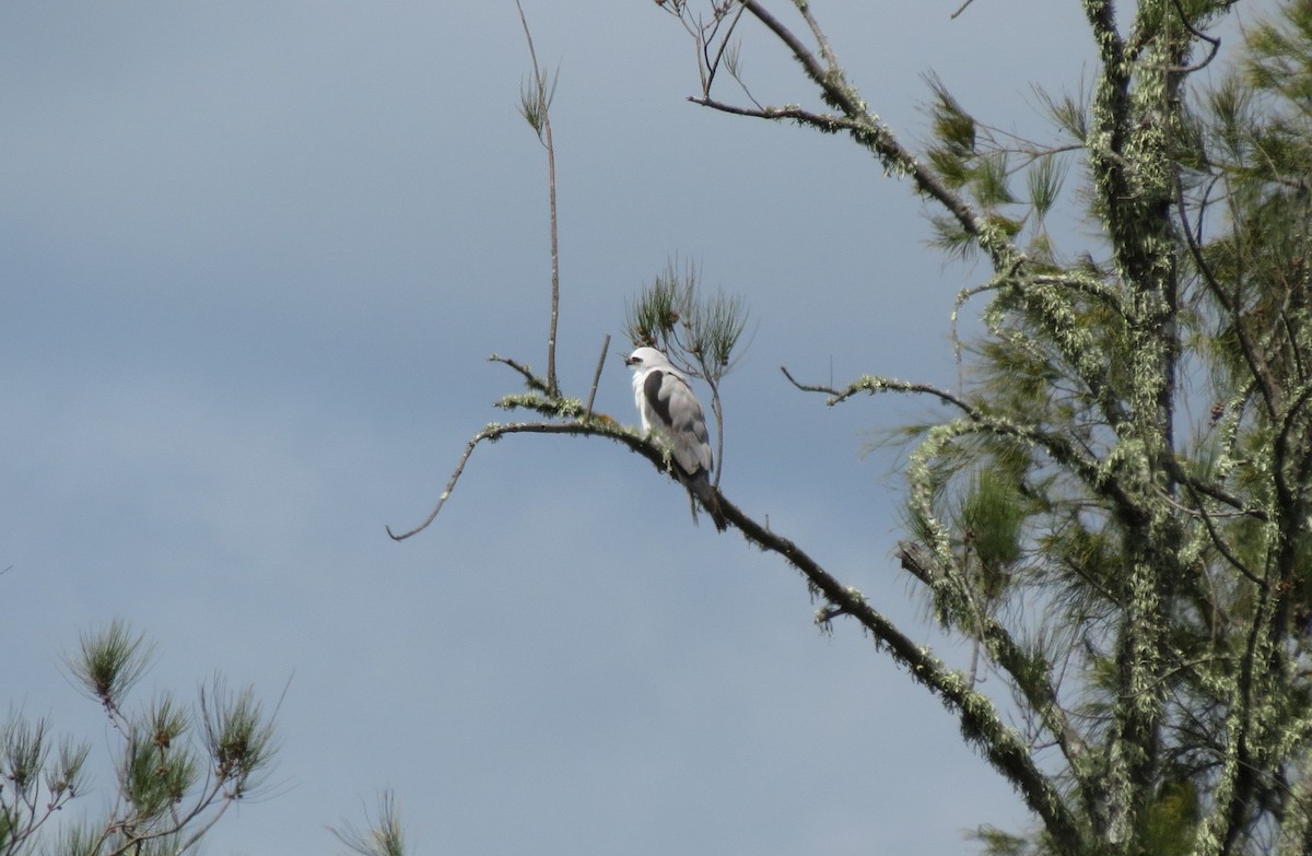Black-shouldered Kite - ML648857915
