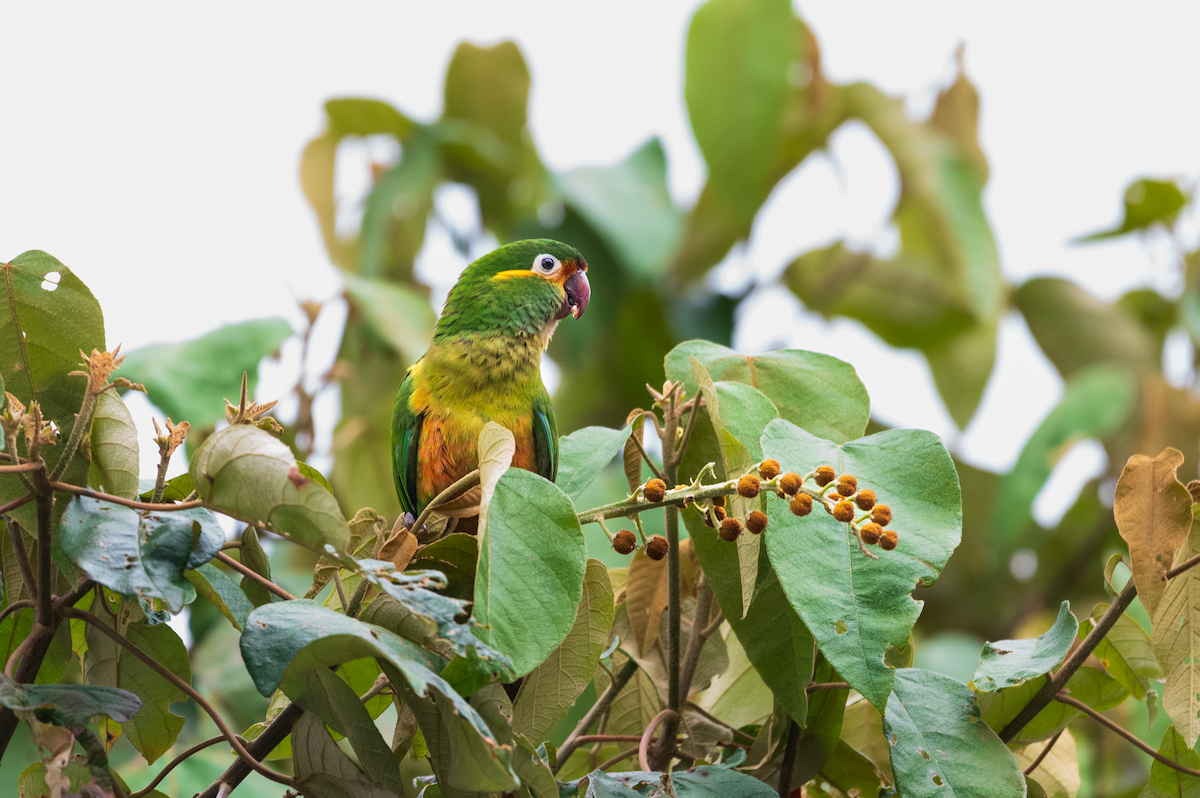 Golden-plumed Parakeet - ML648857965