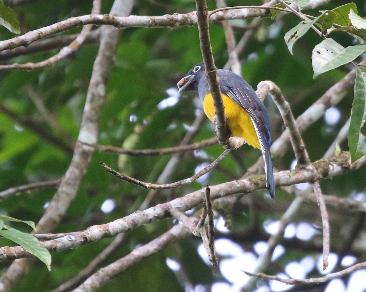 Green-backed Trogon - ML648858145