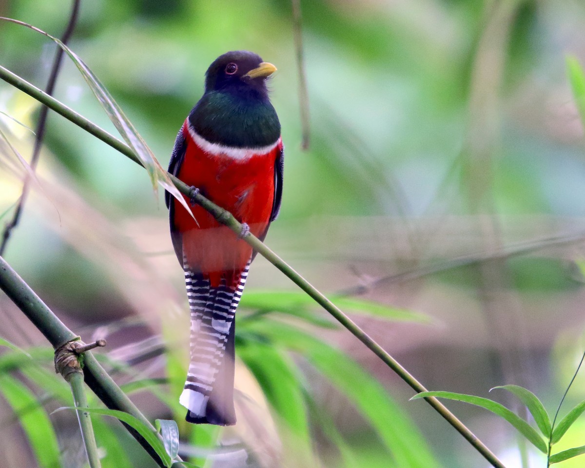 Collared Trogon - ML648858146