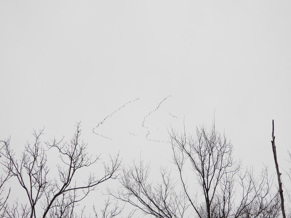 Elur-antzara - ML648858218