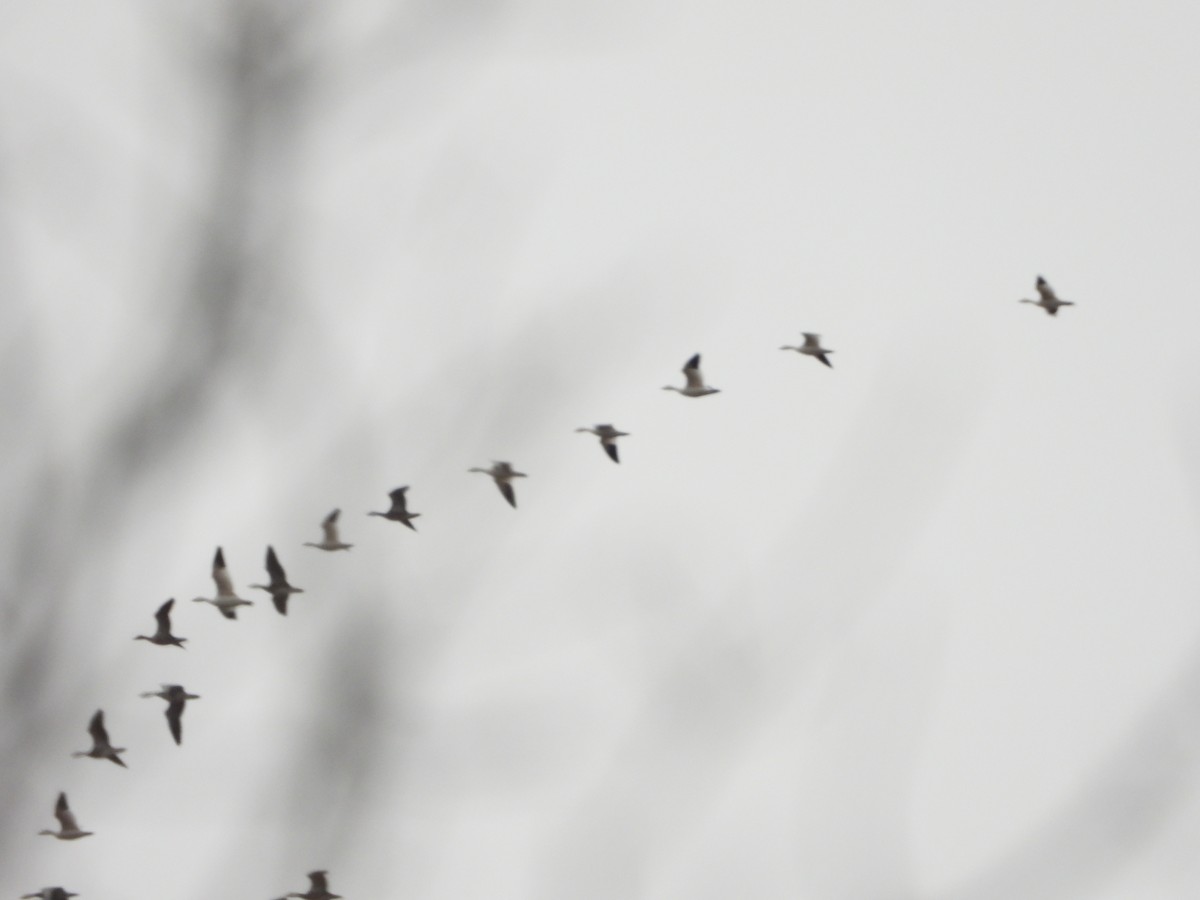 Elur-antzara - ML648858219