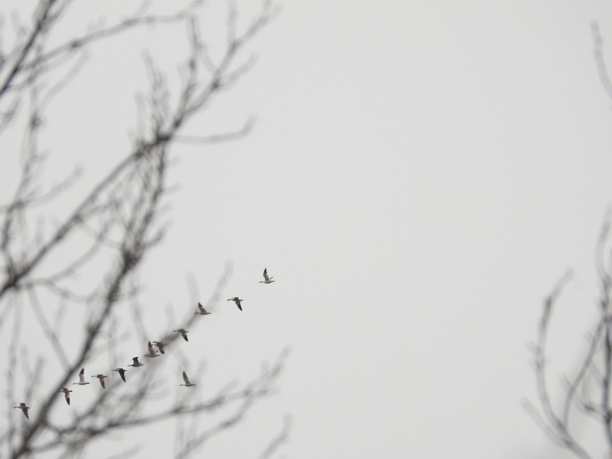 Elur-antzara - ML648858220