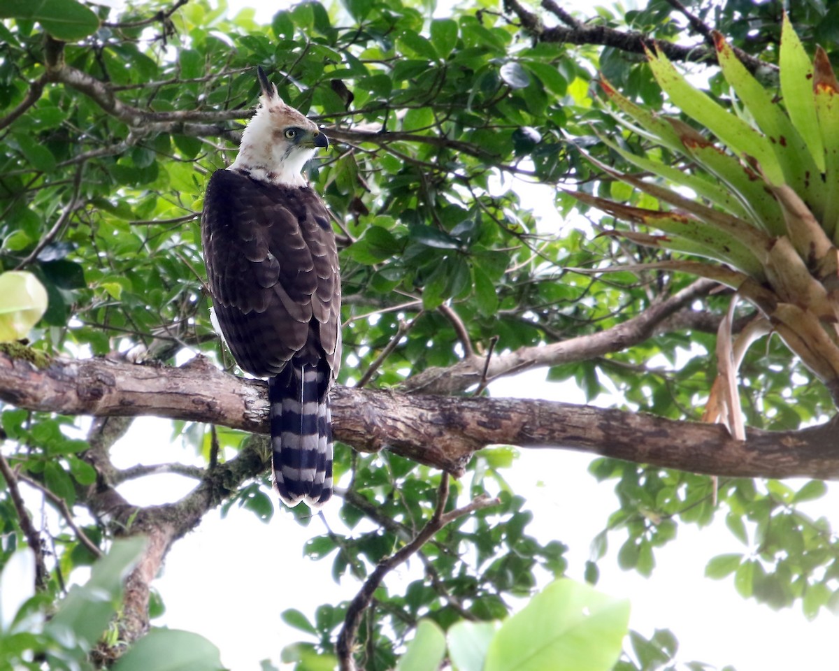 Ornate Hawk-Eagle - ML648858226