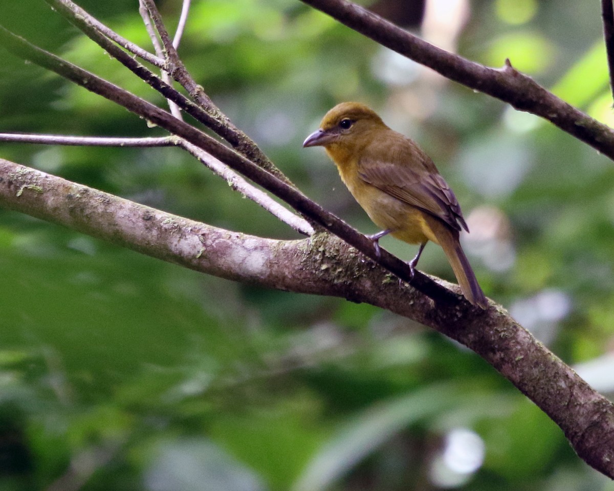 Hepatic Tanager - ML648858240