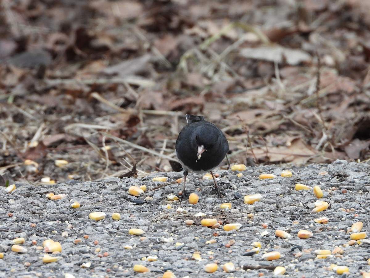 Dark-eyed Junco - ML648858245