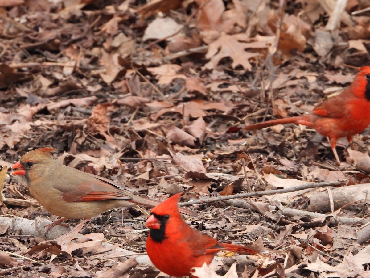 Kardinal arrunta - ML648858282