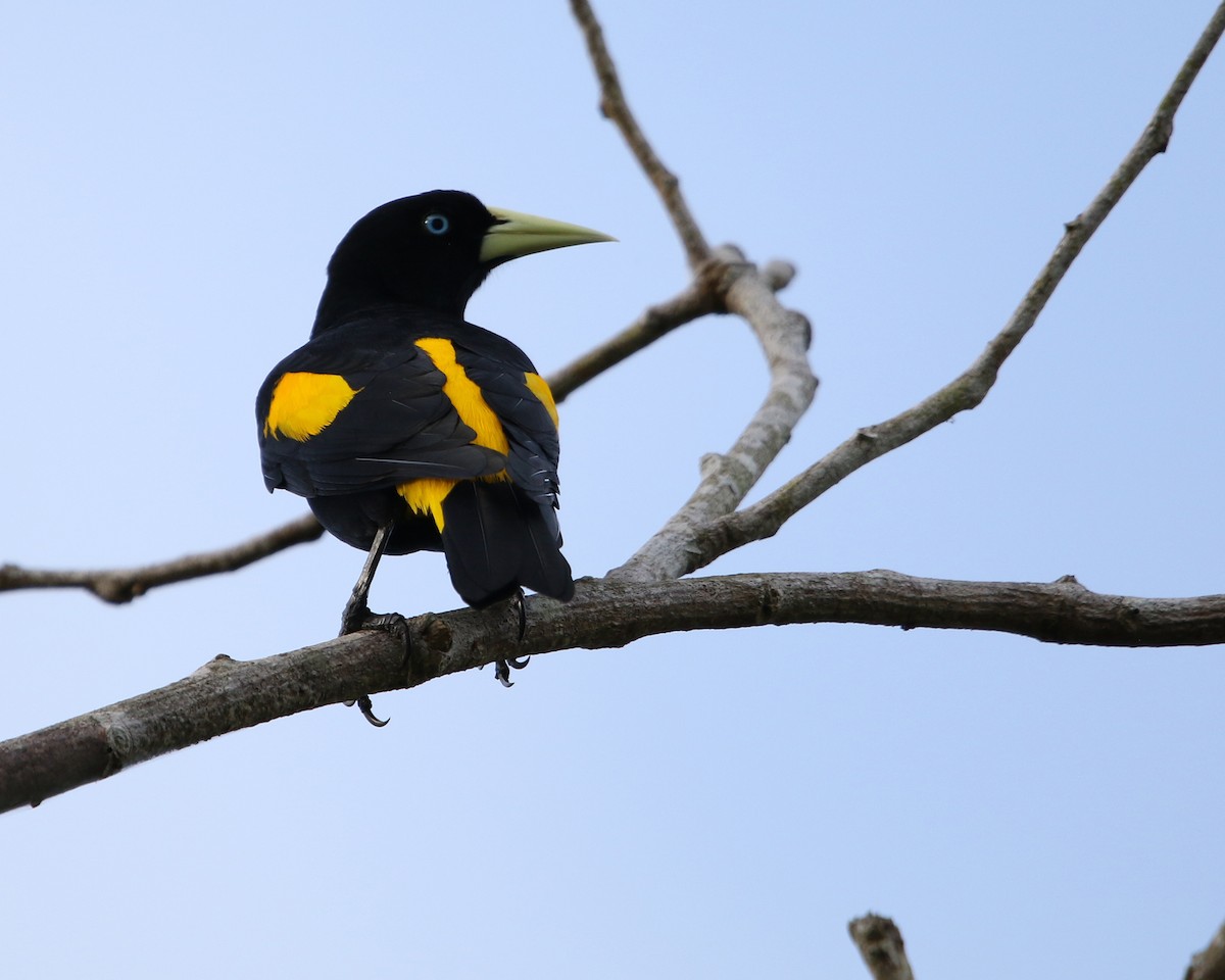 Yellow-rumped Cacique - ML648858292