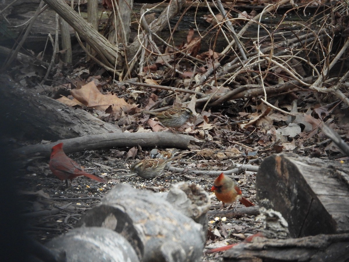 White-throated Sparrow - ML648858301