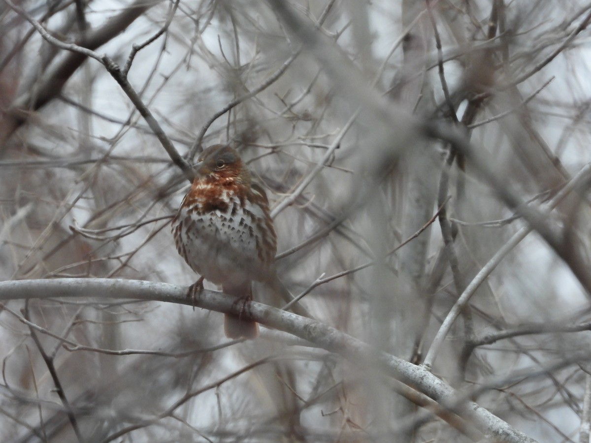 Fox Sparrow - ML648858319