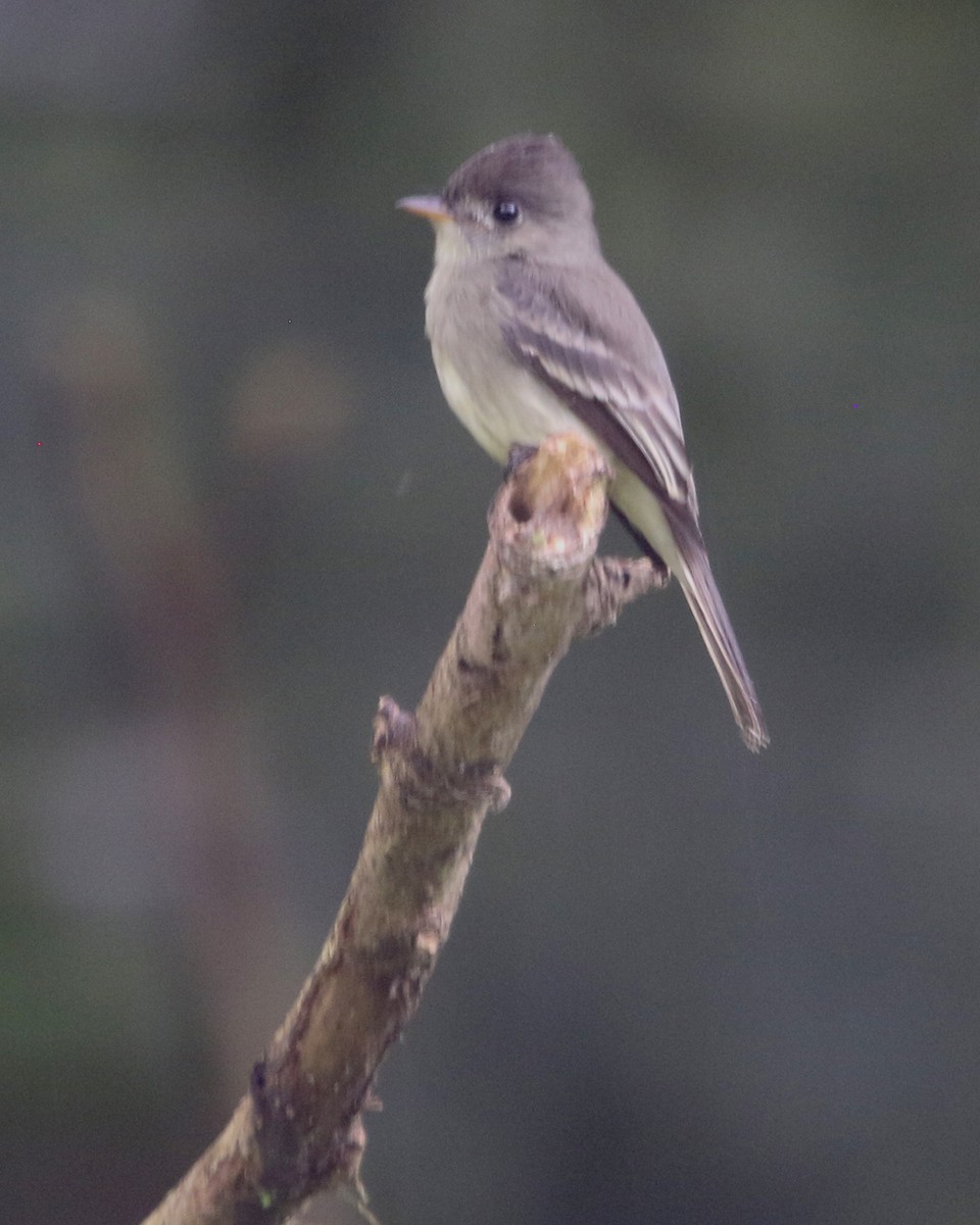 Northern Tropical Pewee - ML648858320
