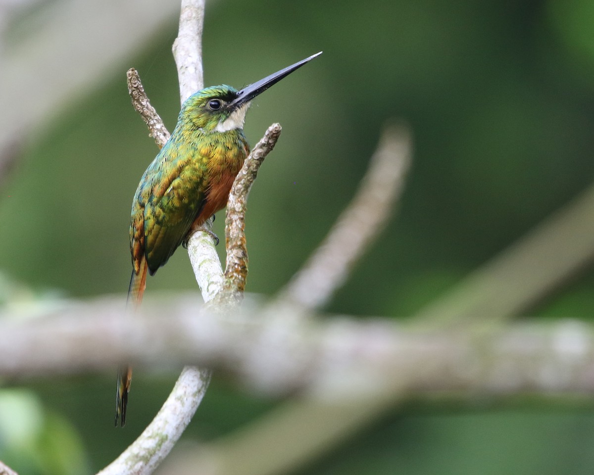 Rufous-tailed Jacamar - ML648858345