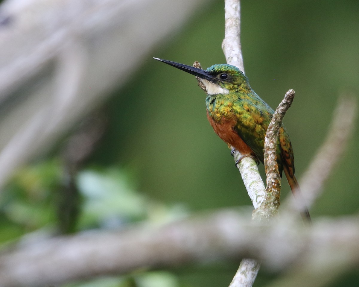 Rufous-tailed Jacamar - ML648858346