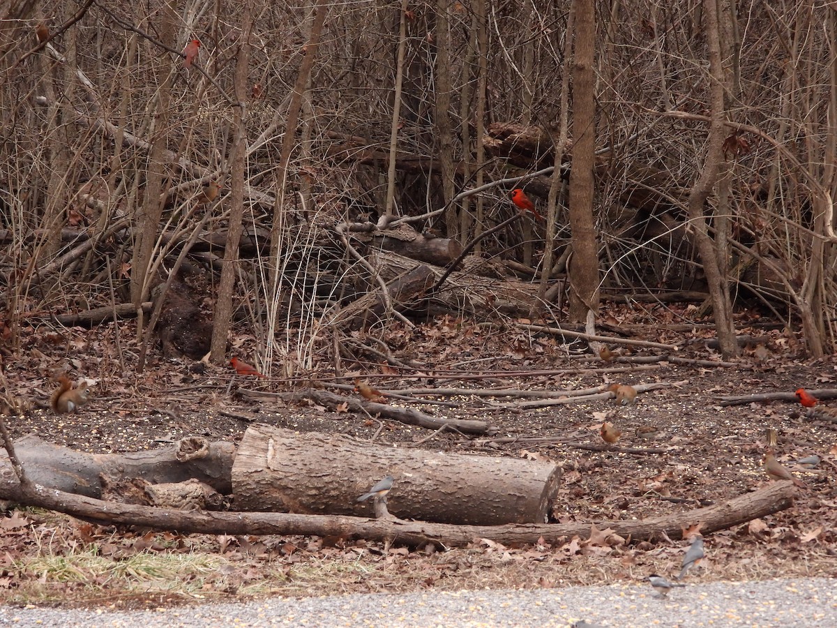 Tufted Titmouse - ML648858347