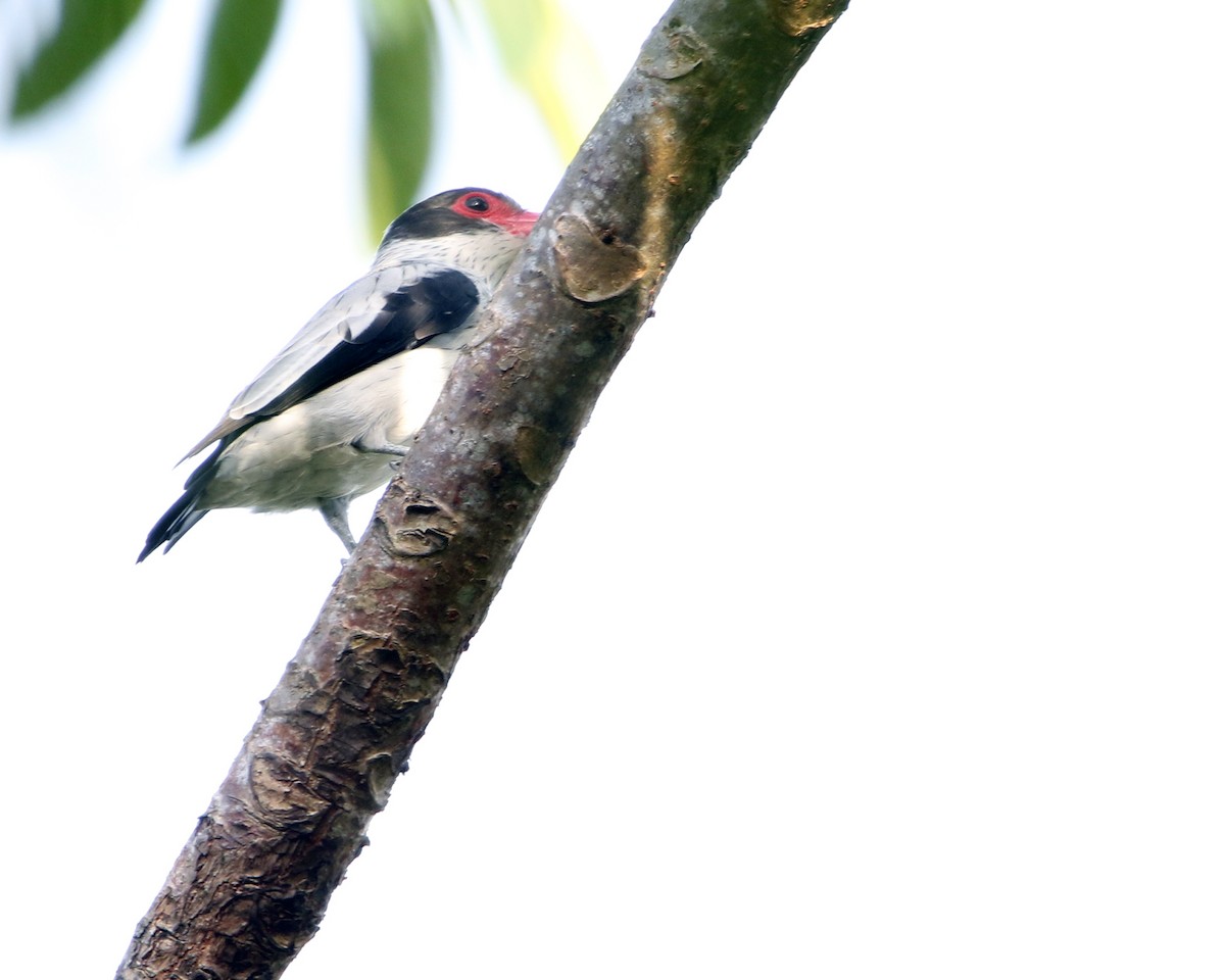 Black-tailed Tityra - ML648858374