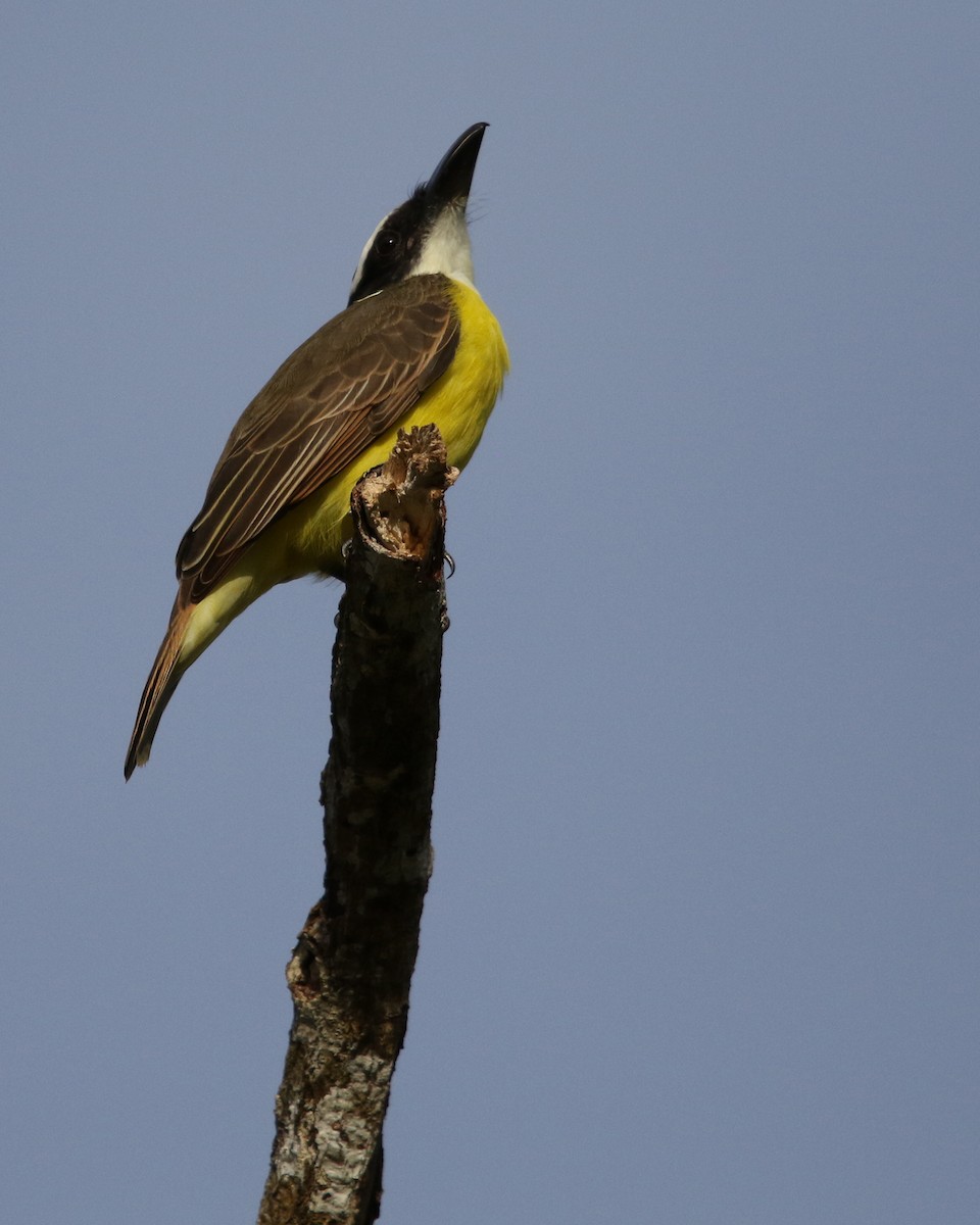 Boat-billed Flycatcher - ML648858383