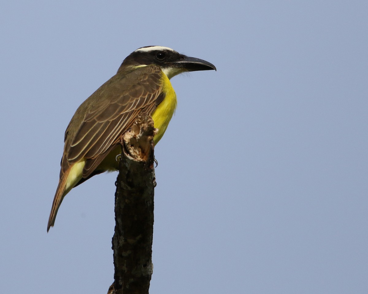 Boat-billed Flycatcher - ML648858384