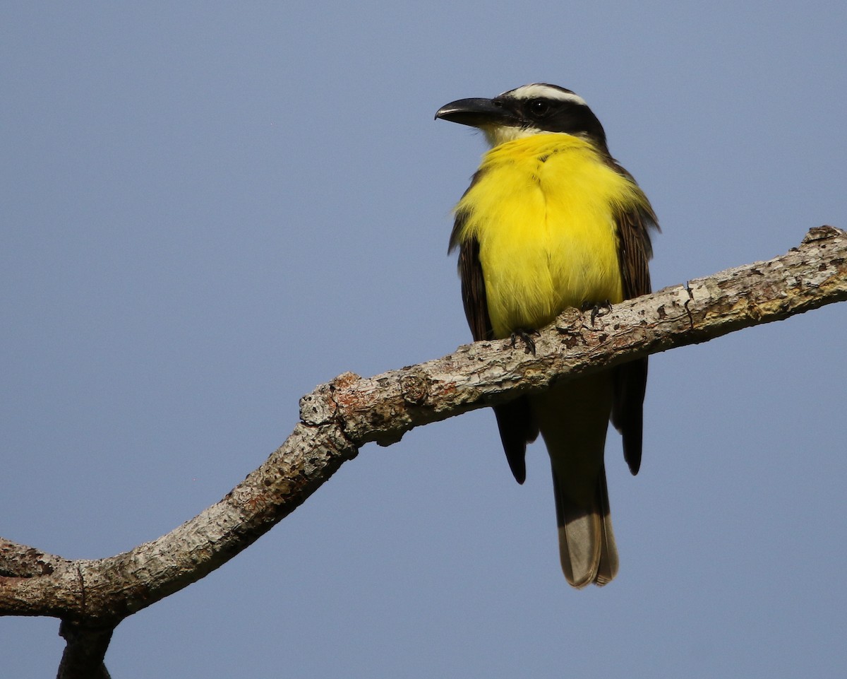 Boat-billed Flycatcher - ML648858385