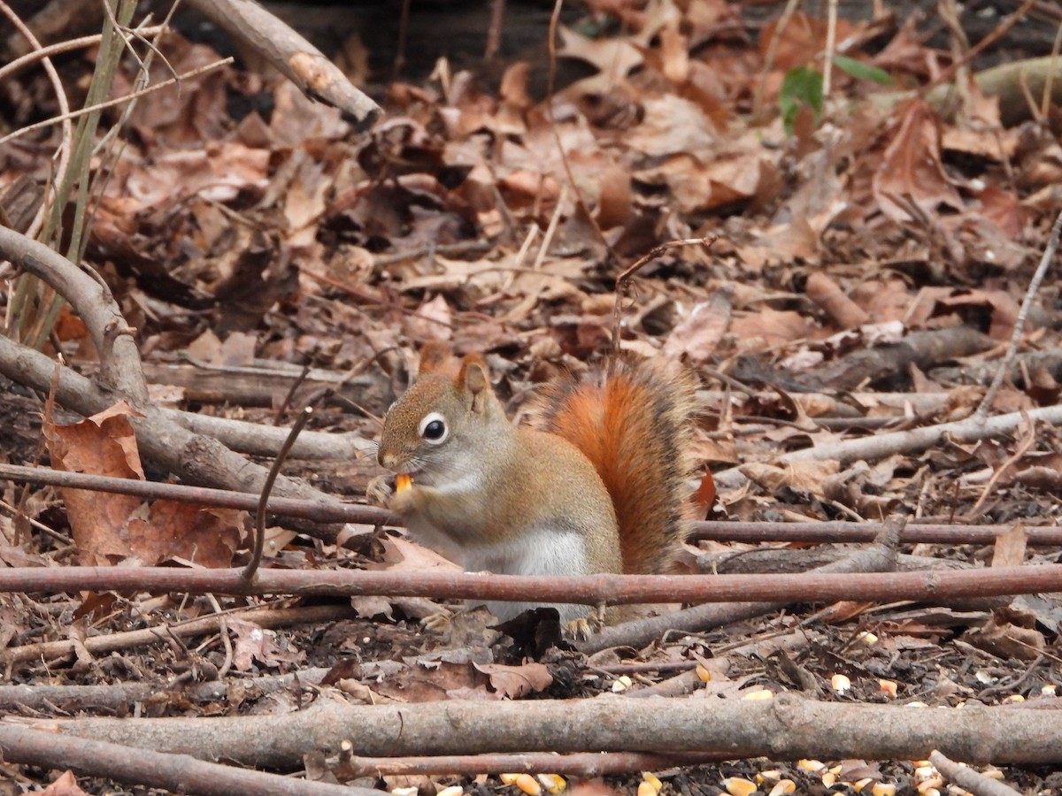 American Red Squirrel - ML648858386