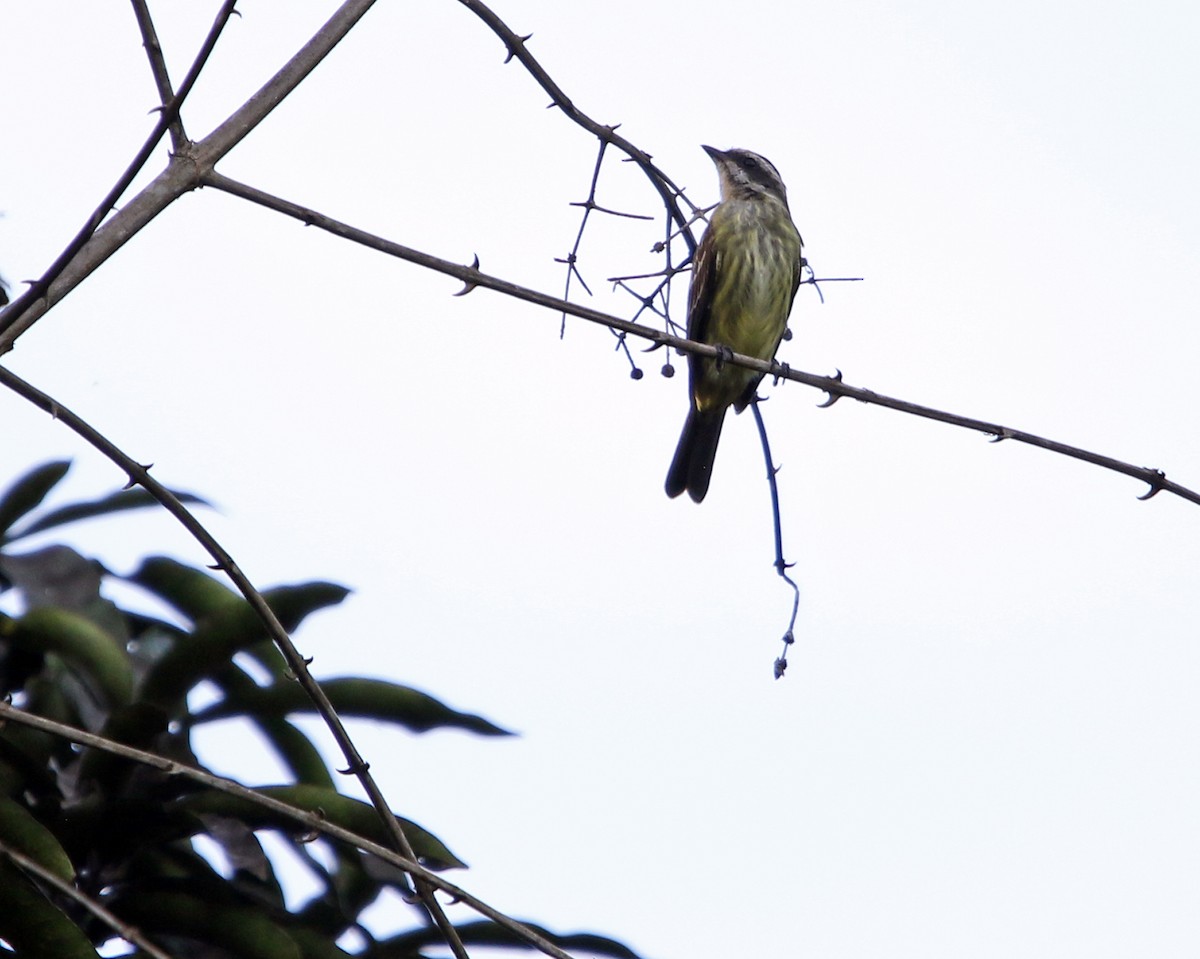 Piratic Flycatcher - ML648858396