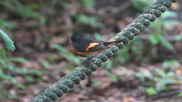 rødstjertparula - ML648858411