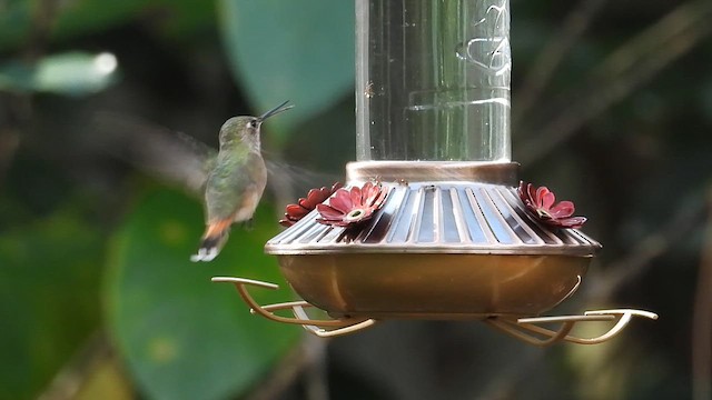 rødkolibri - ML648858546