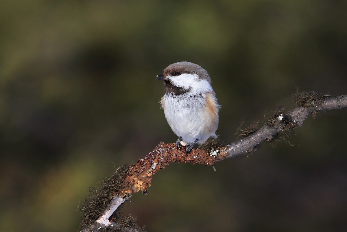 Gray-headed Chickadee - ML64885871