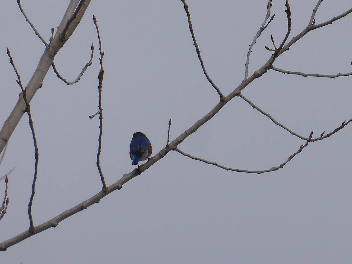 Eastern Bluebird - ML648858910