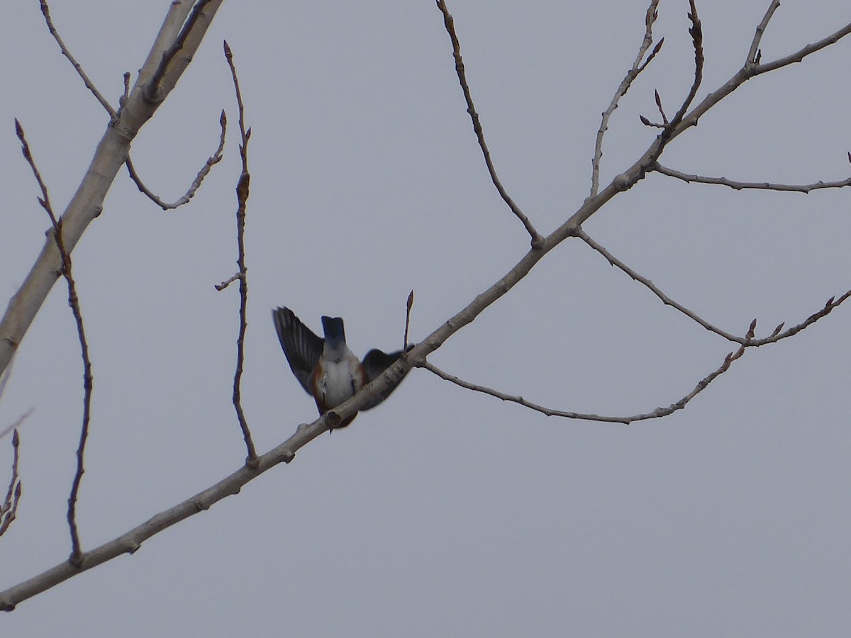 Eastern Bluebird - ML648858920