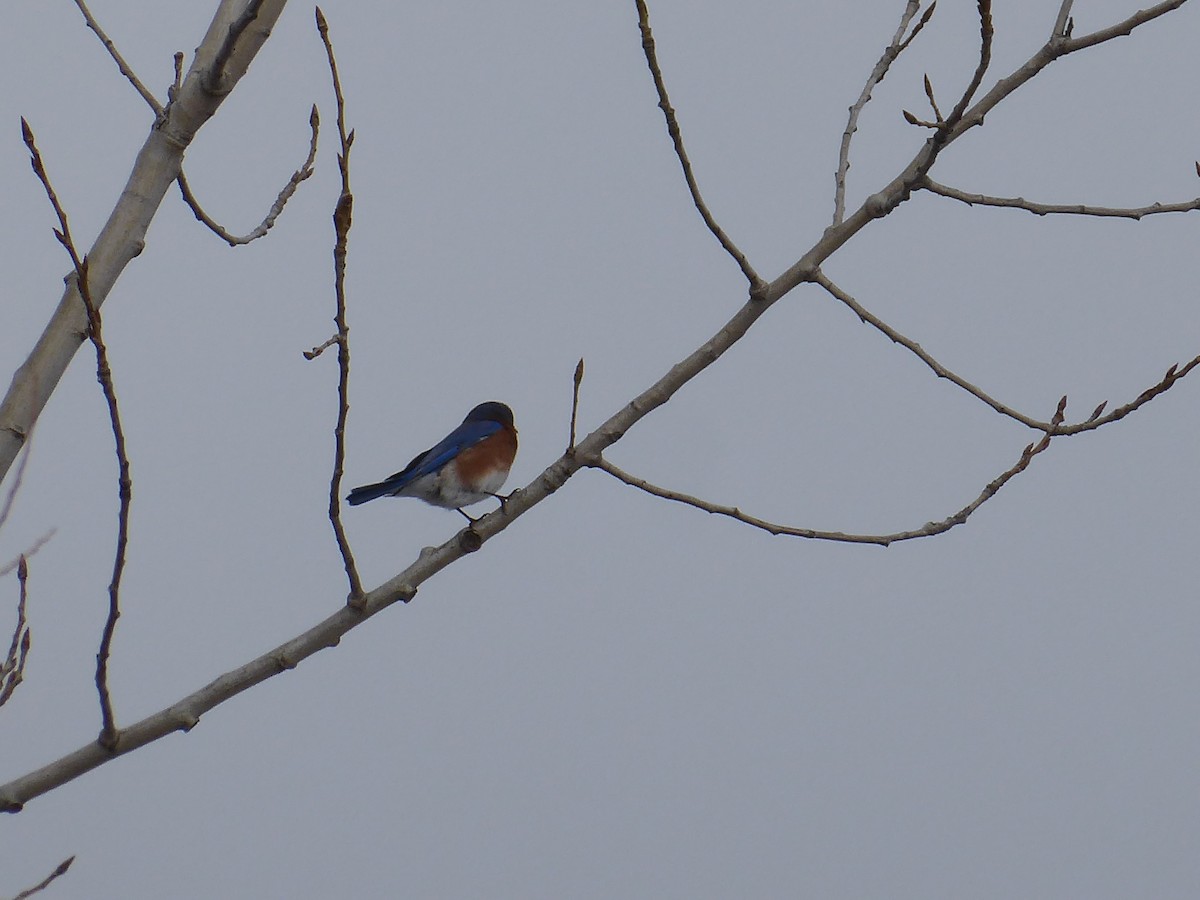 Eastern Bluebird - ML648858935