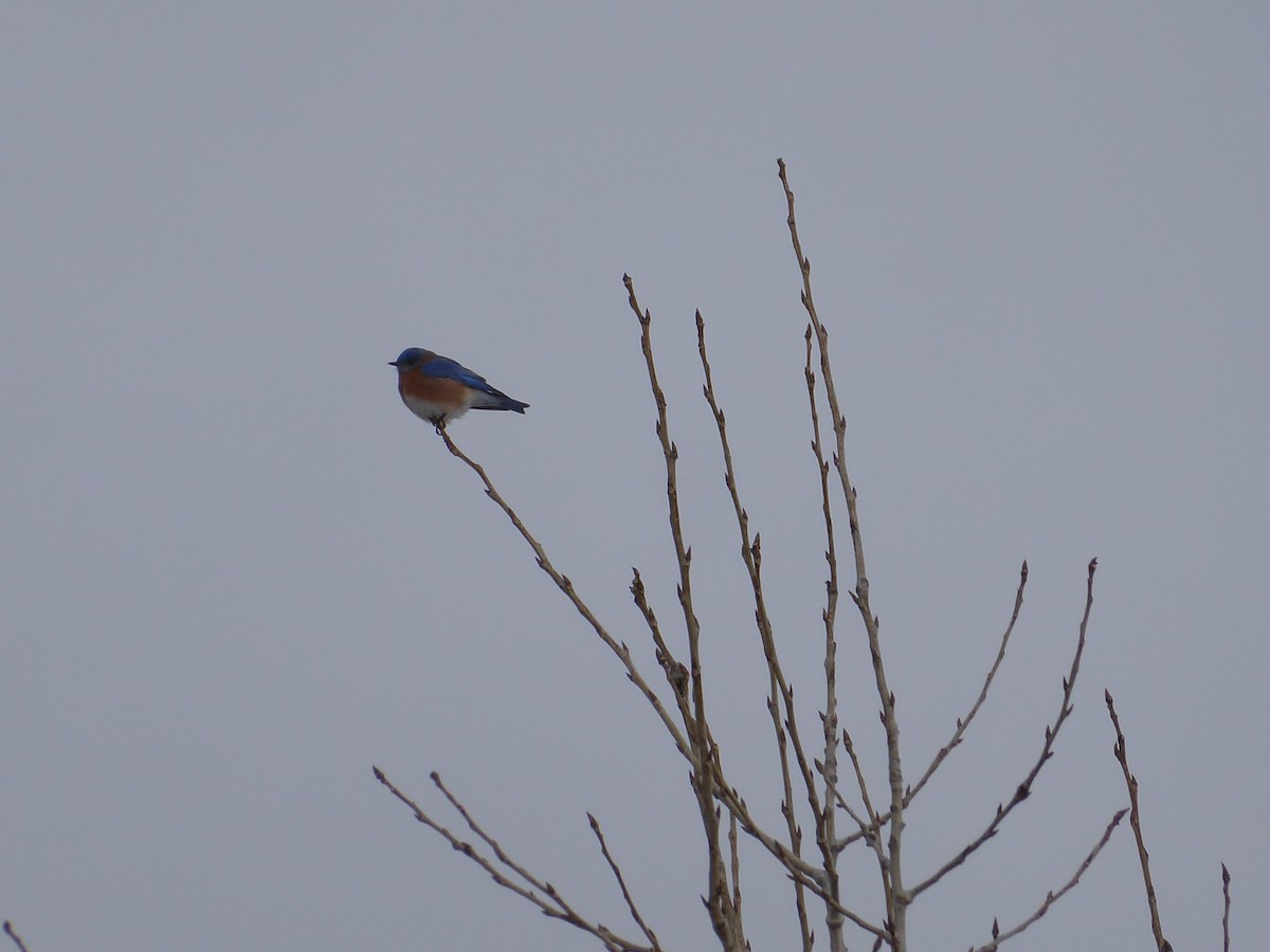 Eastern Bluebird - ML648858944