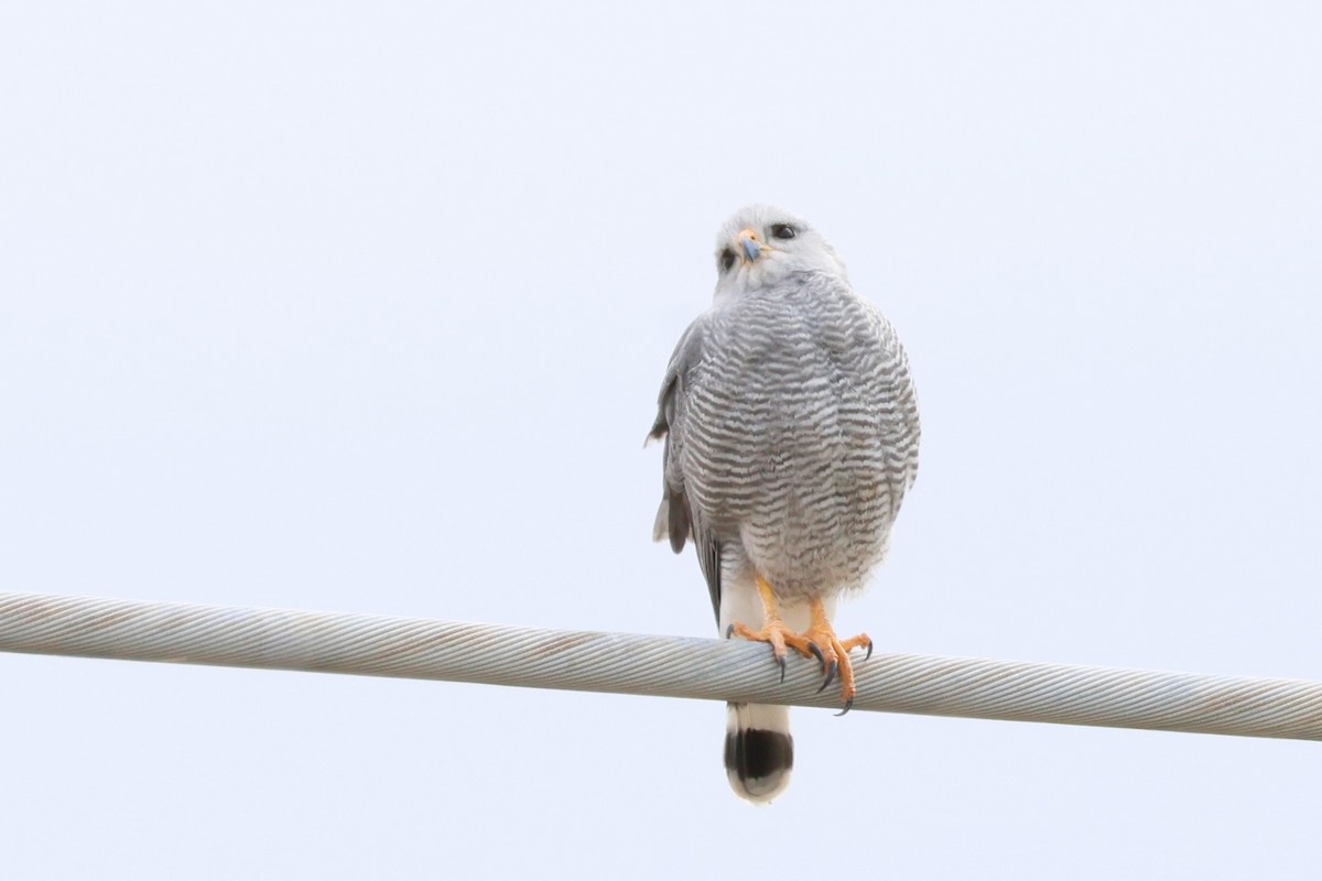 Серый канюк - ML648858950