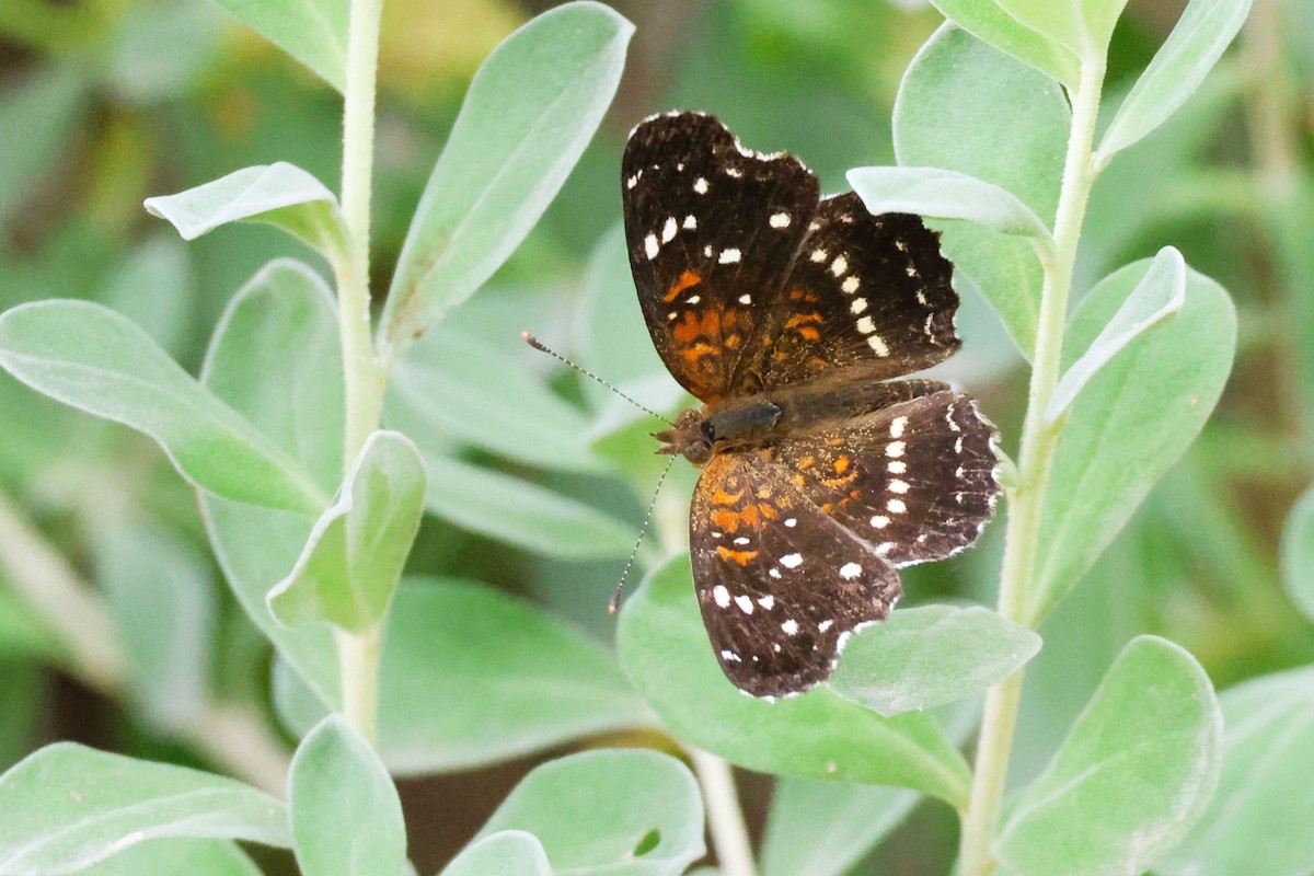 Texan Crescent - ML648858990