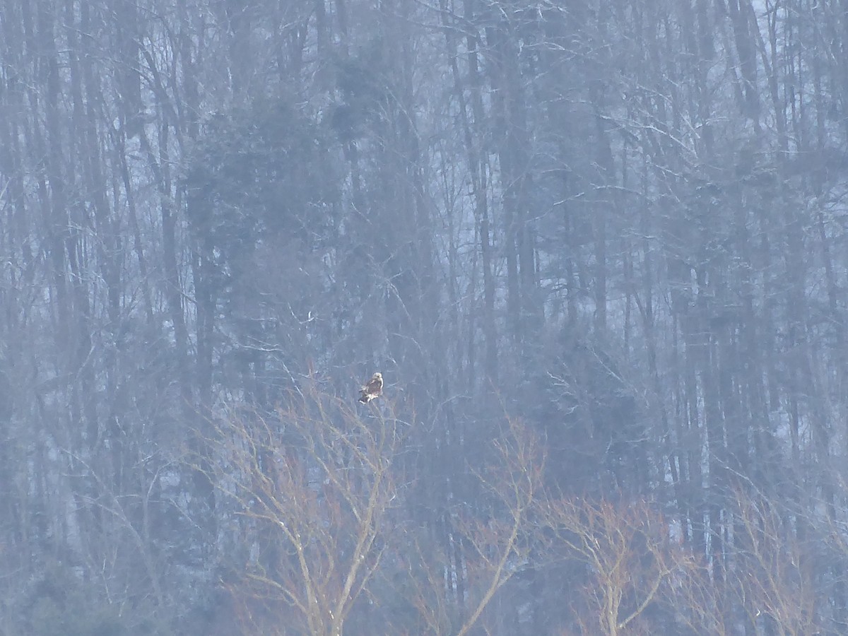 Rough-legged Hawk - ML648859031