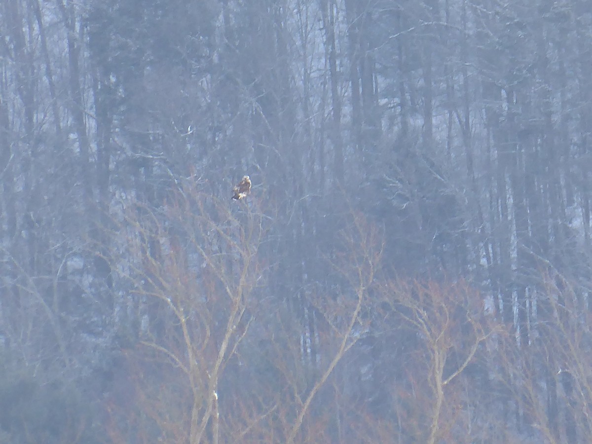 Rough-legged Hawk - ML648859041