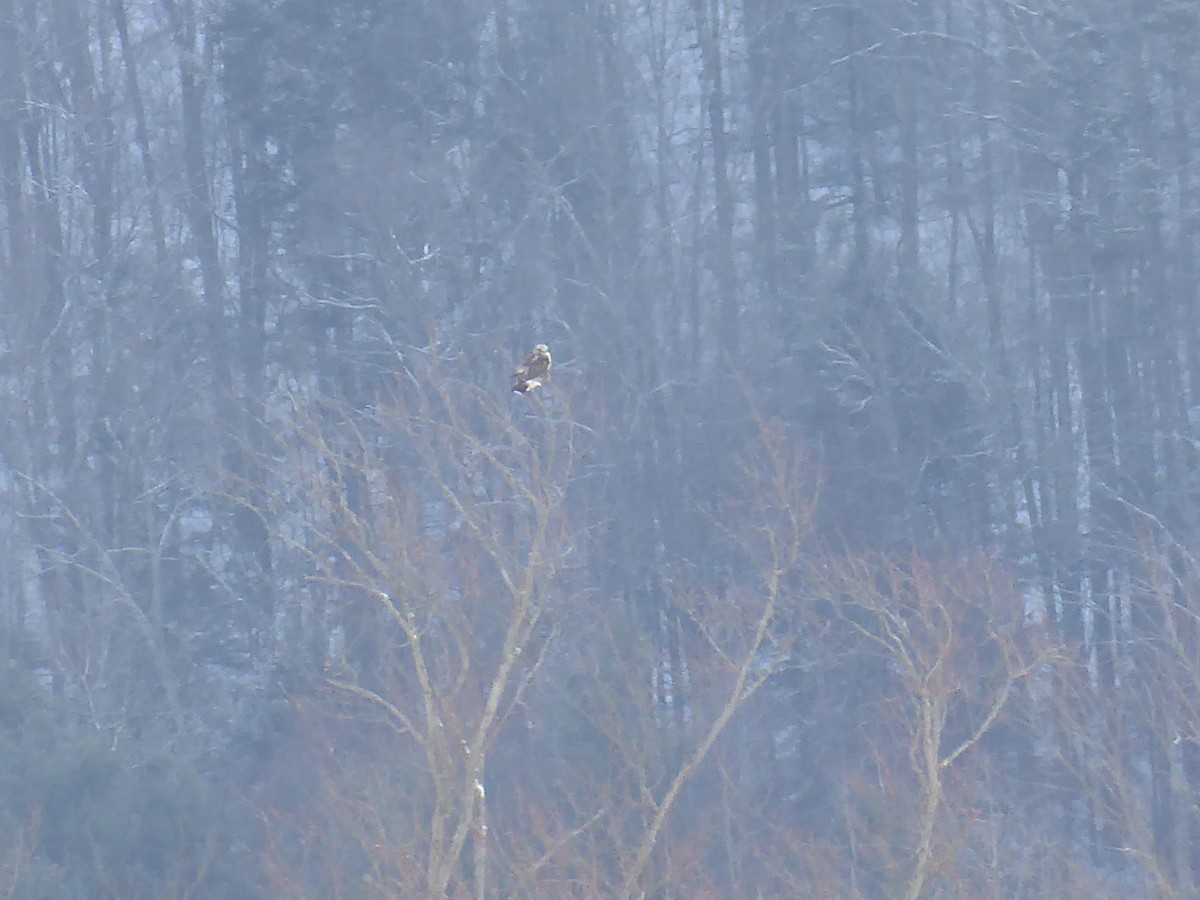 Rough-legged Hawk - ML648859051
