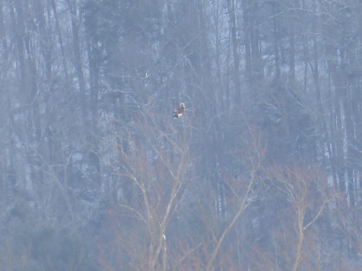 Rough-legged Hawk - ML648859064