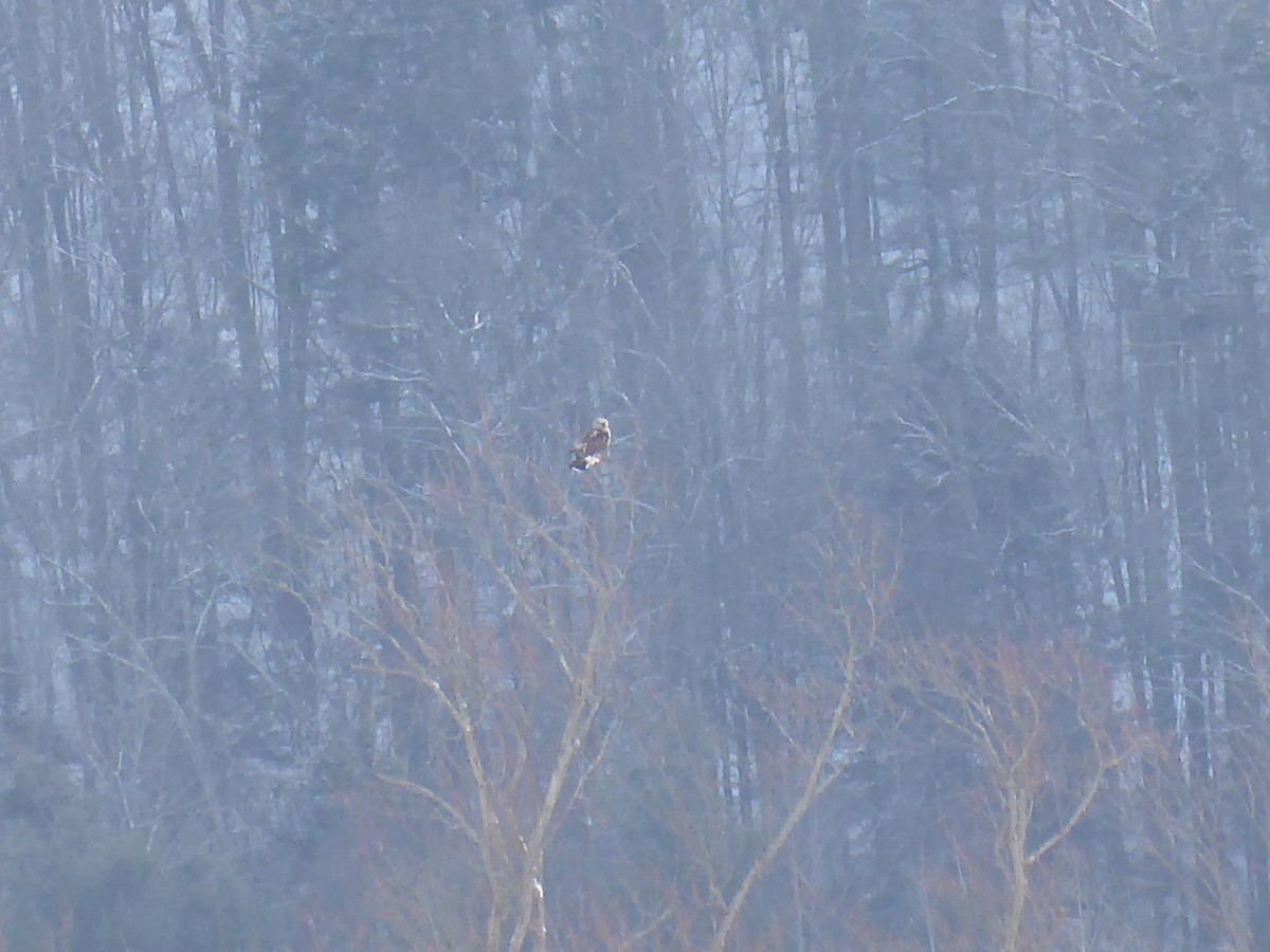 Rough-legged Hawk - ML648859081