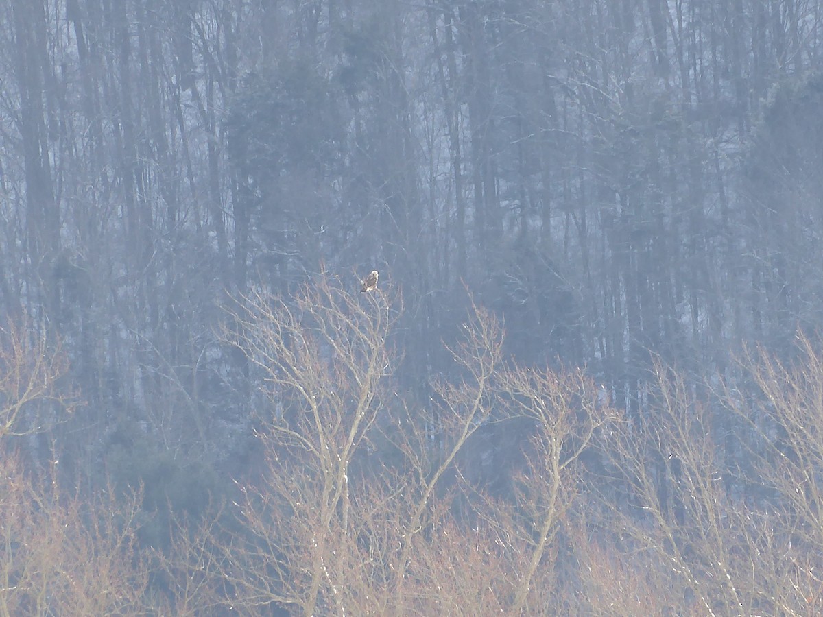 Rough-legged Hawk - ML648859100