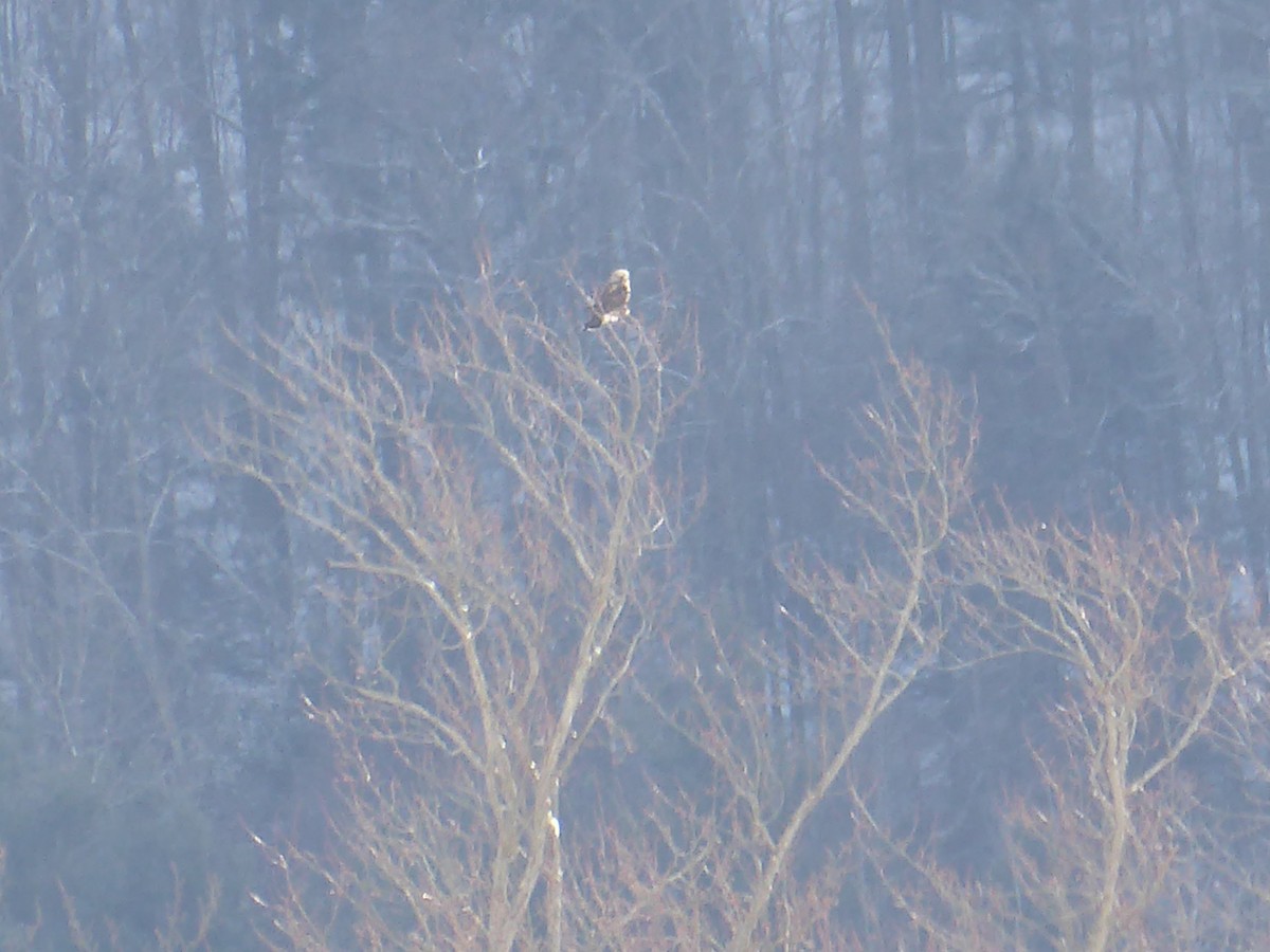 Rough-legged Hawk - ML648859104