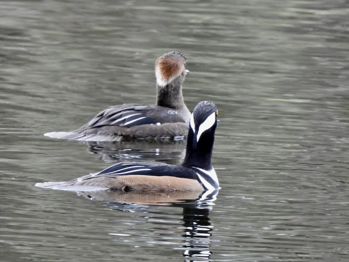מרגון מקושט - ML648859132
