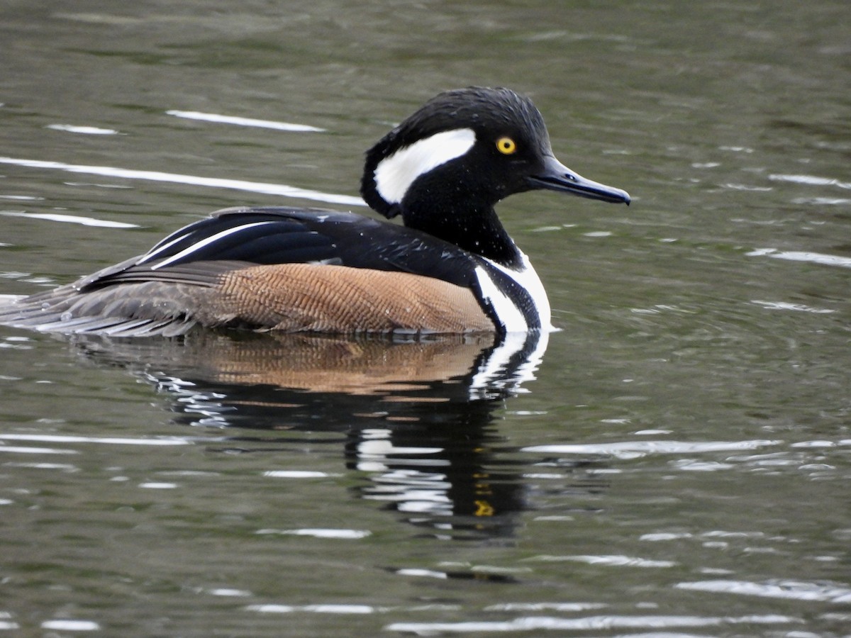 מרגון מקושט - ML648859134