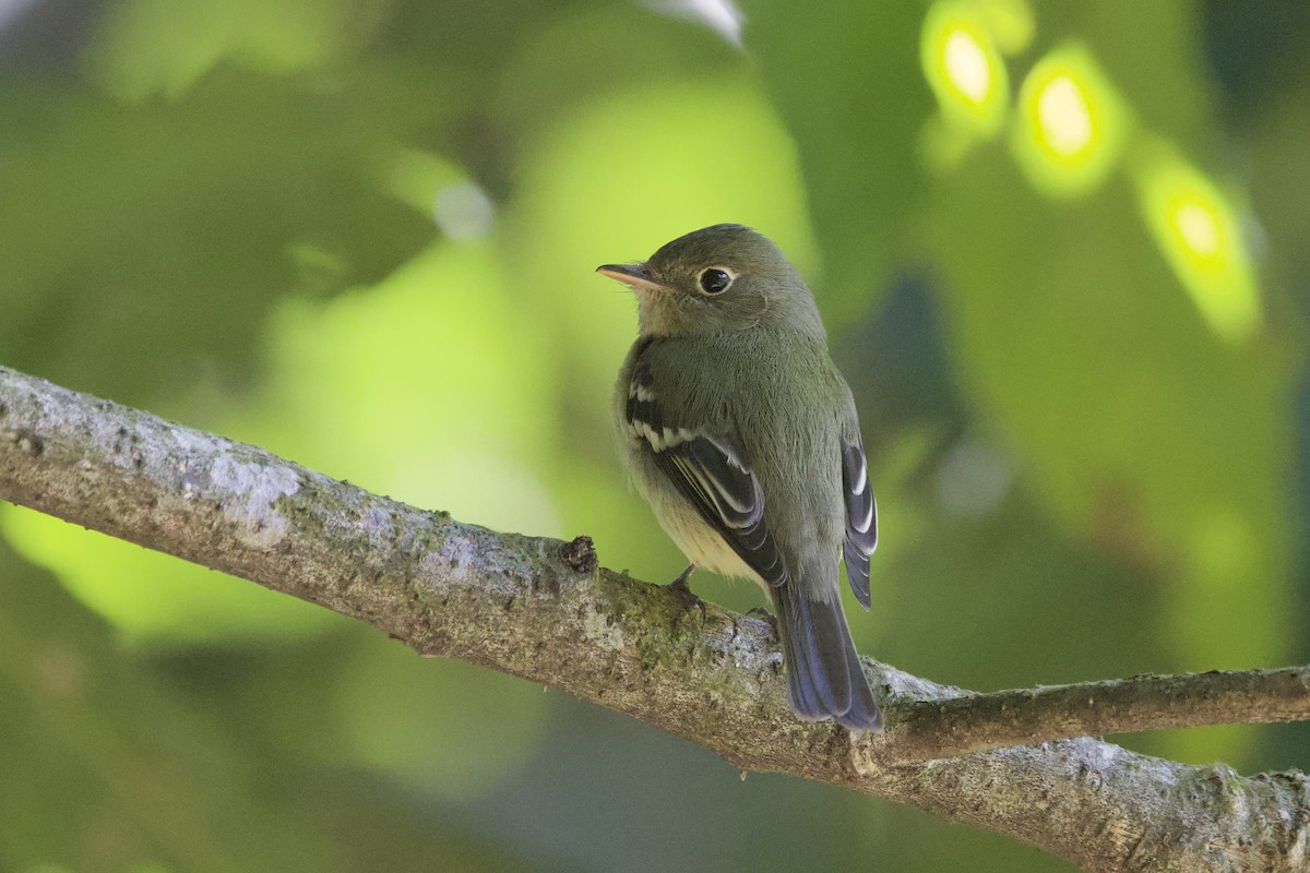 Mosquero Ventriamarillo - ML648859180