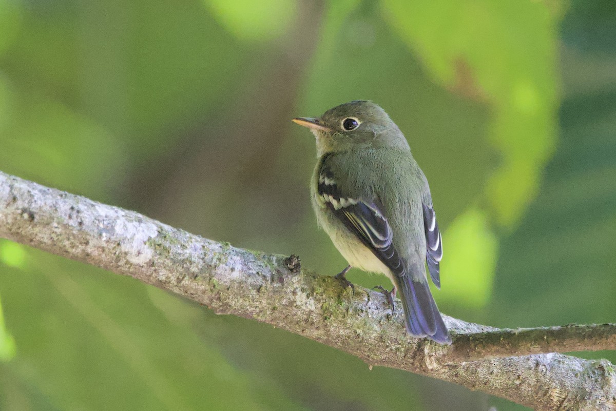 Mosquero Ventriamarillo - ML648859182