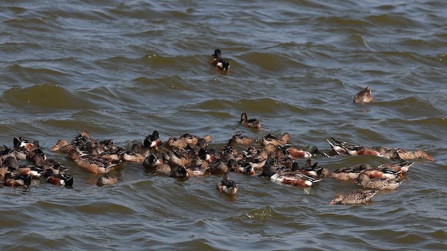 skjeand - ML648859230